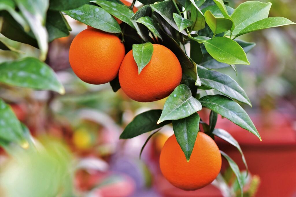 orange, orange tree, citrus fruit-3999581.jpg