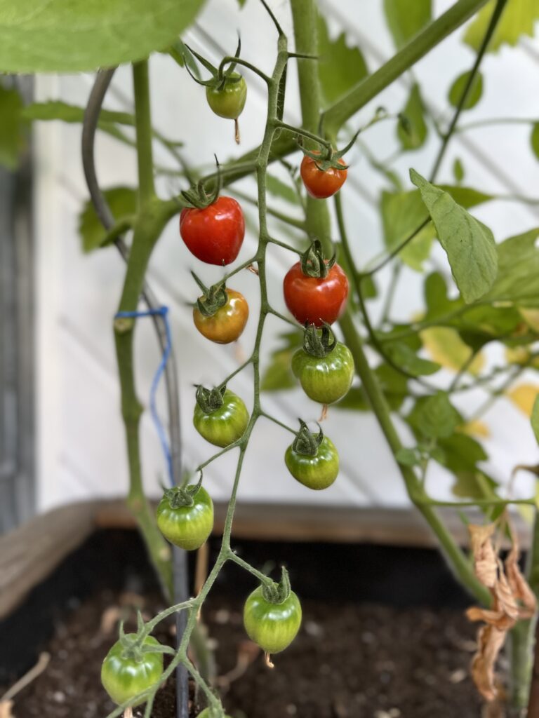 Tomatoes