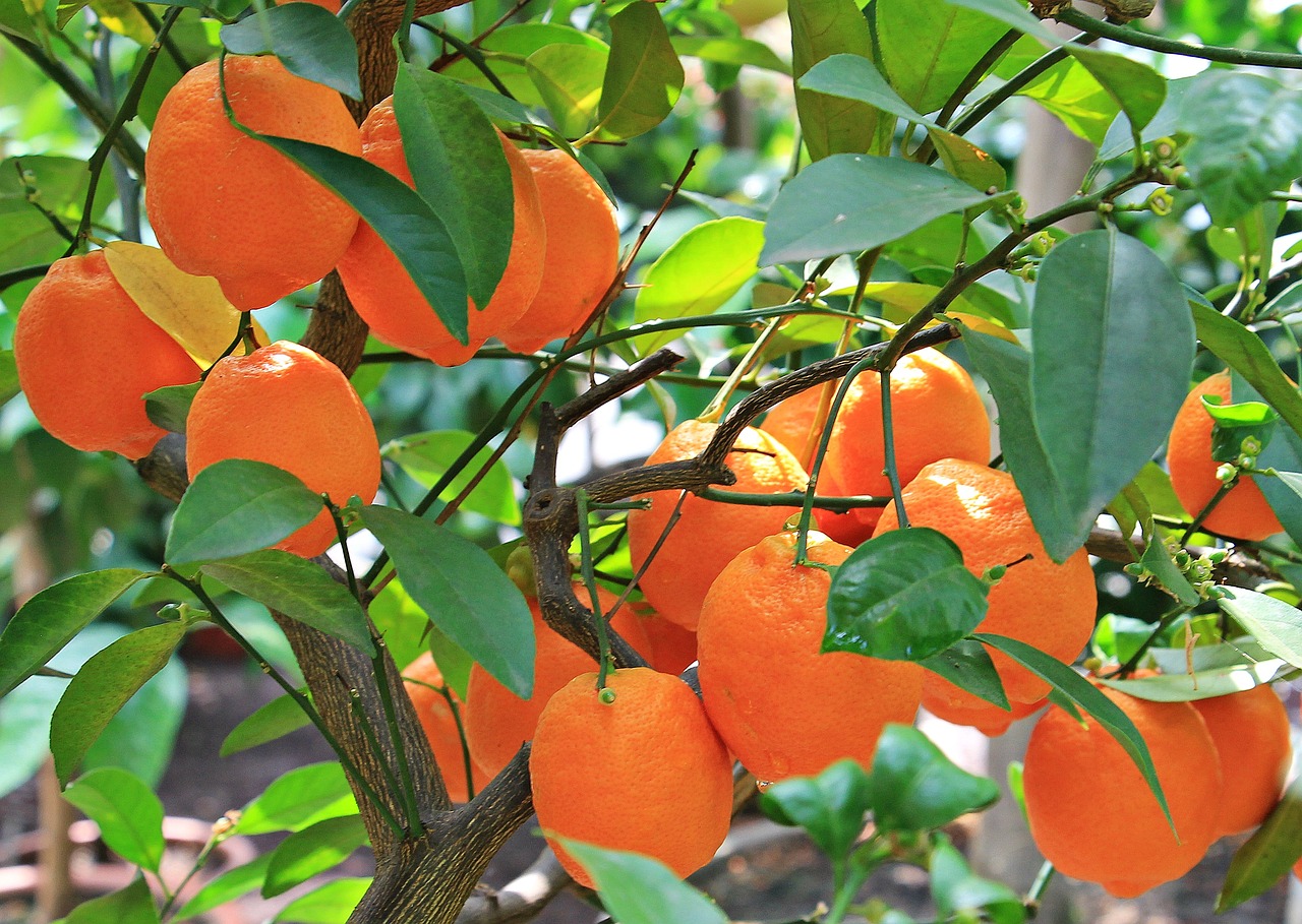 oranges, citrus fruits, fruit-1545036.jpg