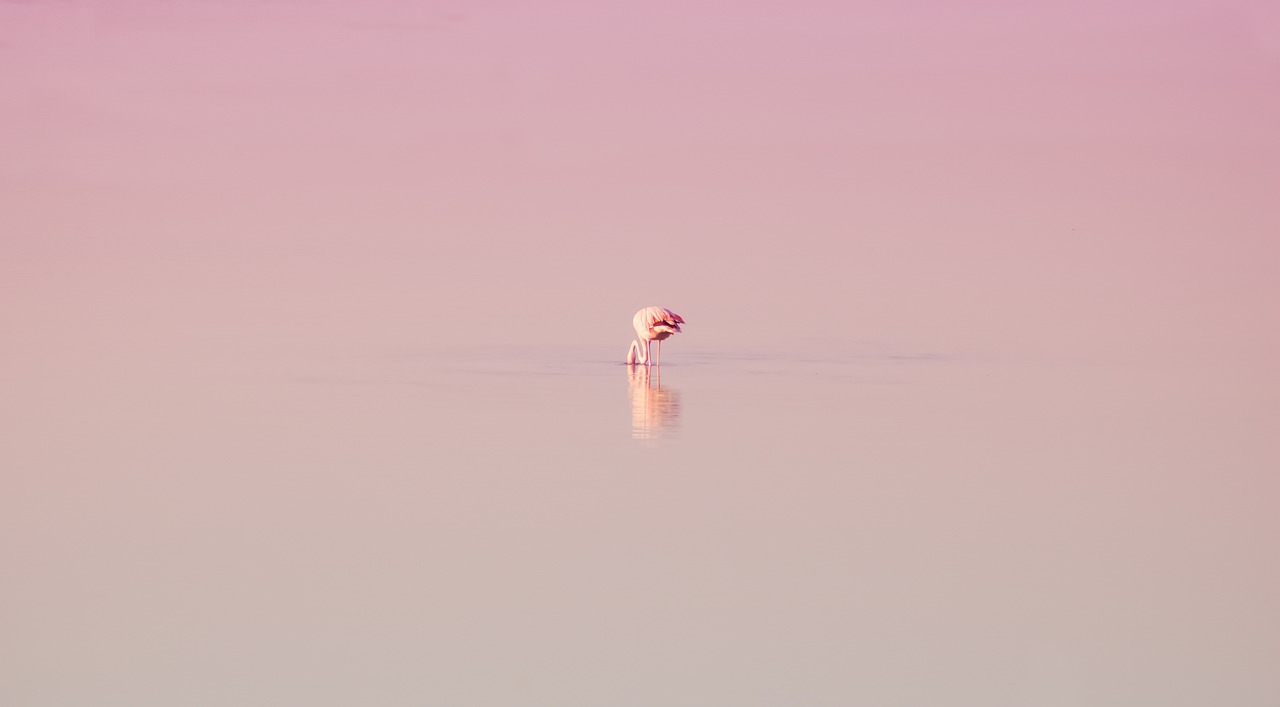 flamingo, bird, feathers, free background, full hd wallpaper, reflection, nature, animal, ave, wallpaper, windows wallpaper, nature wallpaper, background, beautiful nature, minimalism, hd wallpaper, flamingo, flamingo, flamingo, flamingo, wallpaper, beautiful wallpaper, wallpaper, free wallpaper, 4k wallpaper 1920x1080, background, background, laptop wallpaper, background, wallpaper 4k, cool backgrounds, background, wallpaper hd, mac wallpaper, background, desktop backgrounds, nature background, minimalism, minimalism, 4k wallpaper, minimalism